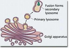 LYSOSOMES are organelles produced by the Golgi apparatus that contain powerful protein digesting enzymes. Lysosomes are responsible for the breakdown and absorption of materials taken in by the cell.