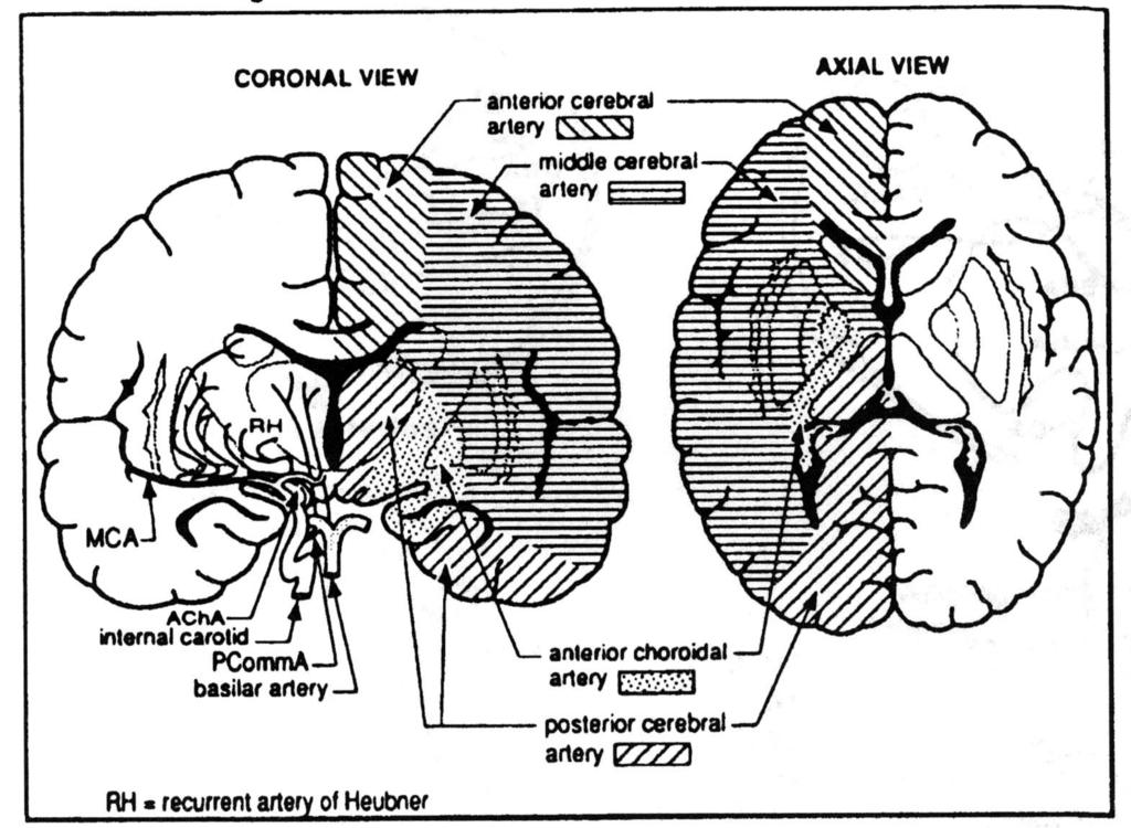 Vascular territories in the