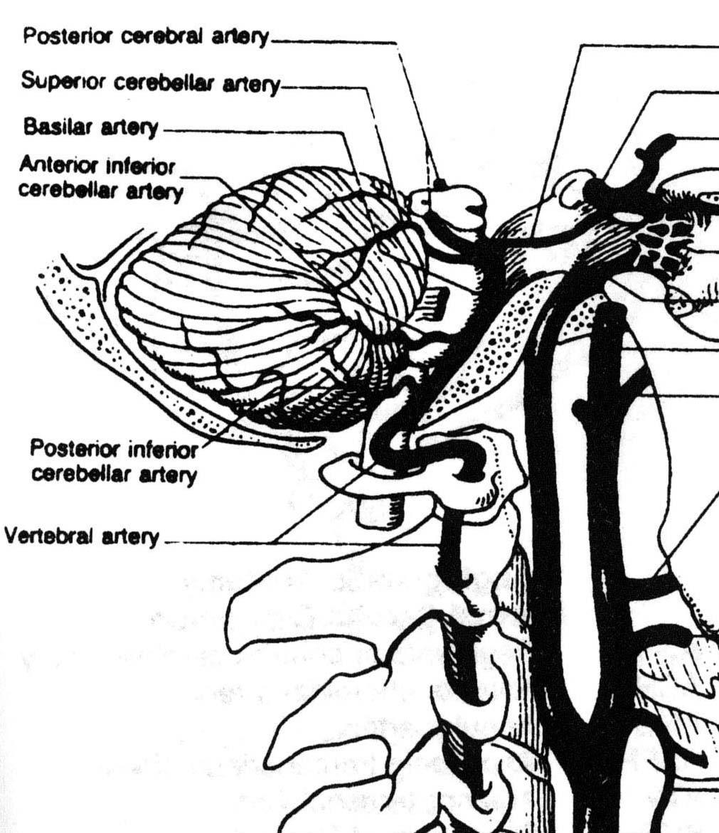 Cerebrovascular Anatomy Posterior Circulation