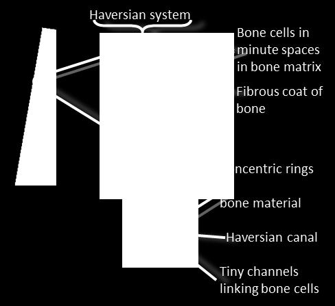 skeleton's rock-like bones are no longer alive in contrast to the bones in your body. In fact, each bone is a living organ, made of several different tissues.