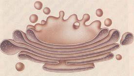 Golgi Bodies Stacks of flattened sacs Have a shipping side & a receiving side Receive & modify