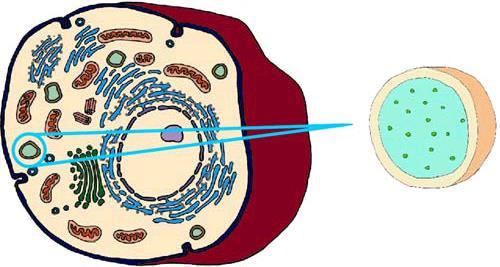 Contain digestive enzymes Break down food and worn out cell parts for cells Programmed