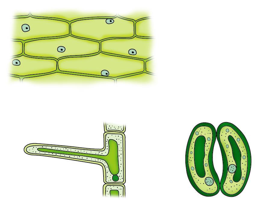 Epidermal Cells root