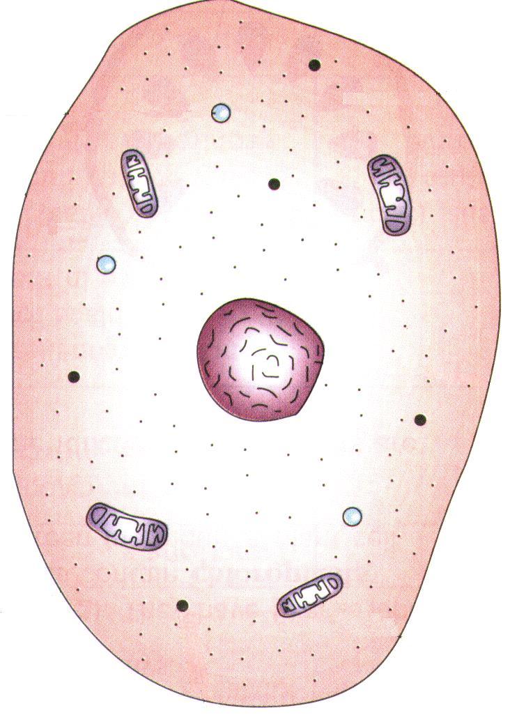vacuole cytoplasm Animal cell mitochondrion nucleus No cell wall or chloroplast