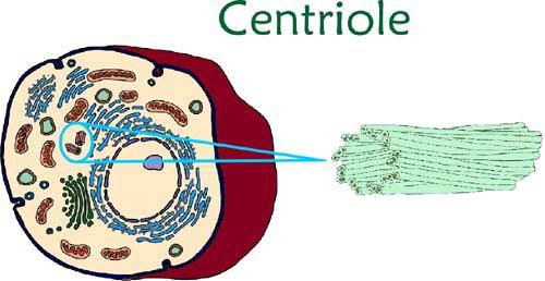 Animal Cell Organelles Near the