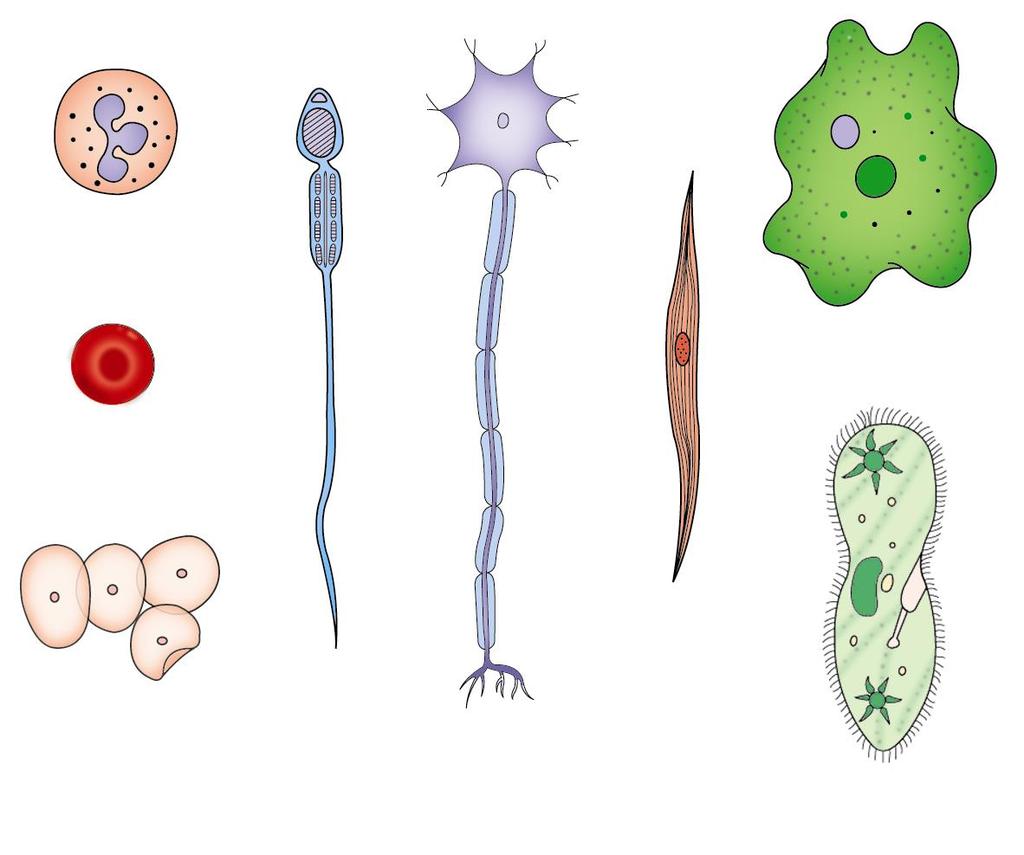 Different kinds of animal cells white blood cell red blood