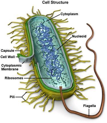 Prokaryotes Nucleoid region contains the DNA Cell membrane & cell