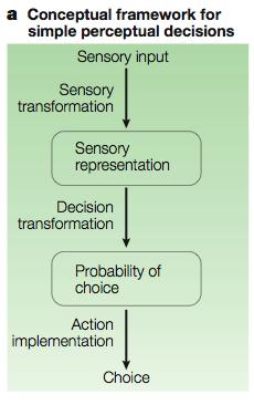 simple value-based dec Actor Sensory input + physiological need Sensory representation Common reward