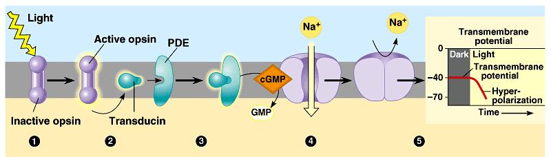 3. The pigment rhodopsin triggers a signaltransduction pathway Rhodopsin (retinal + opsin) is the visual