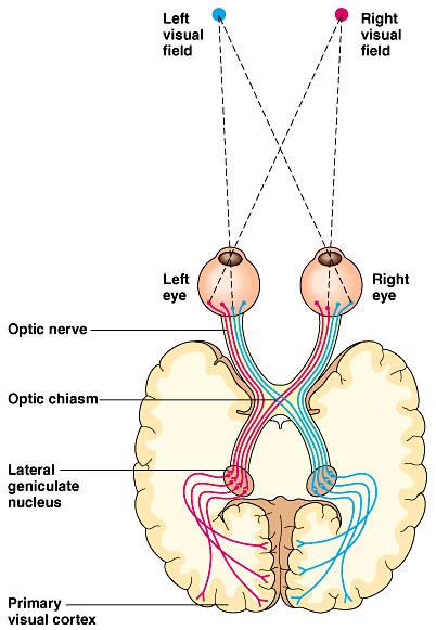 The optic nerves of the two eyes meet at the optic chiasm. Where the nasal half of each tract crosses to the opposite side.