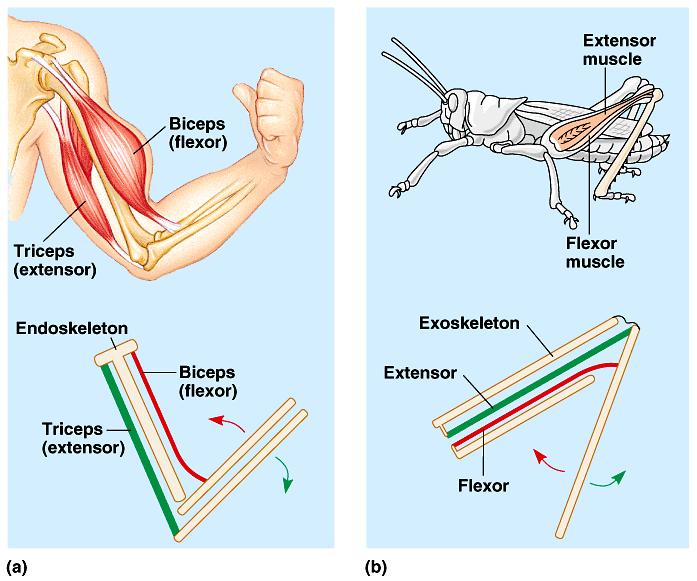 4. Muscles move skeletal parts by contracting