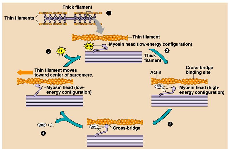5. Interactions between myosin and actin generate force during muscle
