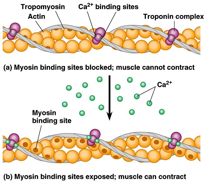 6. Calcium ions and regulatory proteins control muscle contraction At rest tropomyosin blocks the myosin binding sites on actin.