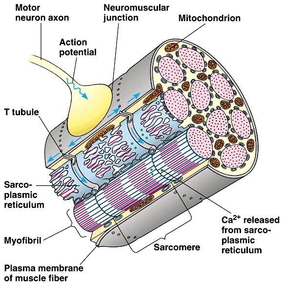 But, wherefore art the calcium ions? Follow the action potential.