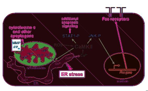 Figure 10 Schematic of calcium-camkii mediated events leading to ER stress induced macrophage apoptosis. ER stress depletes the calcium stores within the ER lumen.