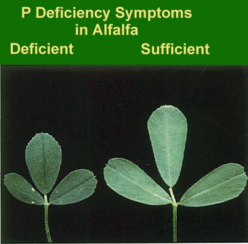 High 0 Note: Spring seeded alfalfa is crop number 134 and the P 2 O 5 recommendations are the same as crop 11- Alfalfa Topdress Visual Symptoms of P deficiency in alfalfa may include reduced plant