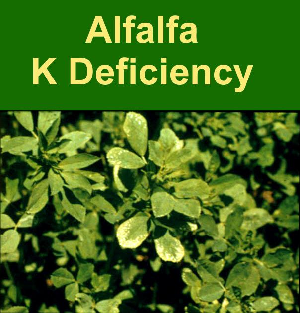 Alfalfa-Fall Seeding, Crop 10 Soil Applied K 2 O Recommendations All Yield Goals Soil K Status lb K 2 O/acre Low 240 Med 120 Good 60 High 0 V High 0 Alfalfa Topdress, Crop 11 Soil Applied K 2 O