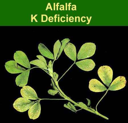 higher alfalfa yields have found that the higher K content of their higher yielding alfalfa caused them to exceed the desirable K intake of their dry cows.