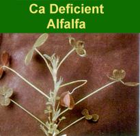 Secondary Nutrients By definition, alfalfa and all crops remove less secondary nutrients than the major nutrients. If the soil is lacking in any of these nutrients, yield and quality will suffer.