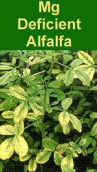 Visual symptoms of Mg deficiency occur first and most severely on older/lower leaves, progressing up the plant as the deficiency persists. In this, alfalfa is similar to most other plants.