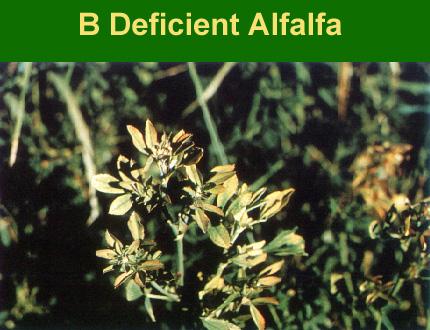 Given the importance of both nutrients to alfalfa, it may be wise to make sure that adequate B is supplied whenever significant amounts of S are recommended.