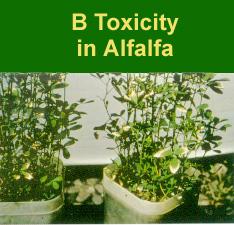 25 Toxicity As with most micronutrients, B toxicity is possible. Boron toxicity will normally appear as a burning or whitening of the leaf edges of the lower leaves.