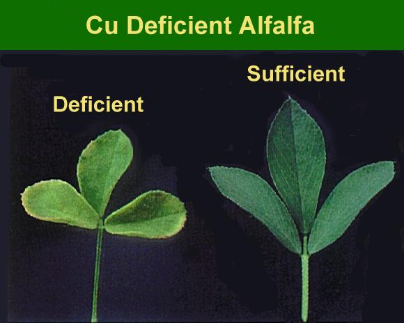 26 Copper (Cu) While alfalfa is listed as being highly responsive to Cu, in normal conditions it is unusual for Cu to be limiting. However, a grower won t know if he has a Cu problem until he either.
