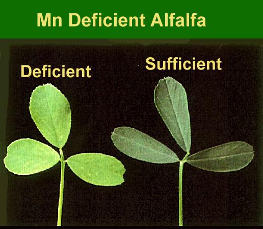 Manganese (Mn) After B, Mn can be one of the more common micronutrient problems in alfalfa. Where this occurs, it is often the result of an excessively high soil ph.