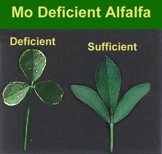 Molybdenum (Mo) 34 Function It functions in converting nitrates (NO 3 ) into amino acids within the plant. It is essential to the symbiotic nitrogen fixing bacteria in legumes.