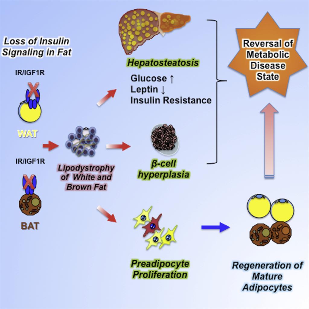 Article Adipocyte Dynamics and Reversible Metabolic Syndrome in Mice with an Inducible Adipocyte- Specific Deletion of the Insulin Receptor Graphical Abstract Authors Masaji Sakaguchi, Shiho