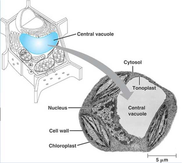 vacuole (maintains structure) Animal: many