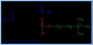 Phosphatidylcholine with choline as polar head group, is an example of a