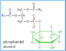 Phosphatidylinositol, with inositol as polar head group, is another