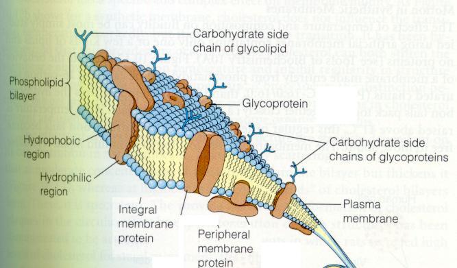 2. INTEGRAL PROTEINS 1. embedded in the bilayer 2.