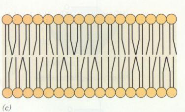form bimolecular sheets or bilayers with the hydrophobic tails