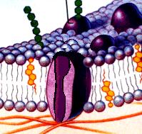 2. the membrane is a mosaic of macromolecules most characteristics of membrane are due to