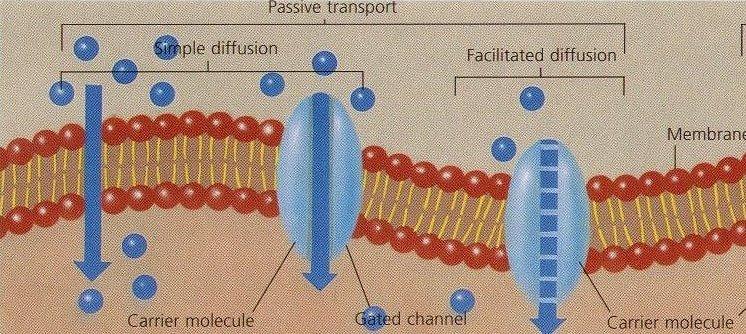Passive transport where molecules move from an area of high concentration to an area of low concentration without the use or input