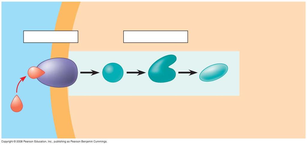 Fig. 11-6-2 EXTRACELLULAR FLUID Plasma membrane CYTOPLASM 1 Reception 2