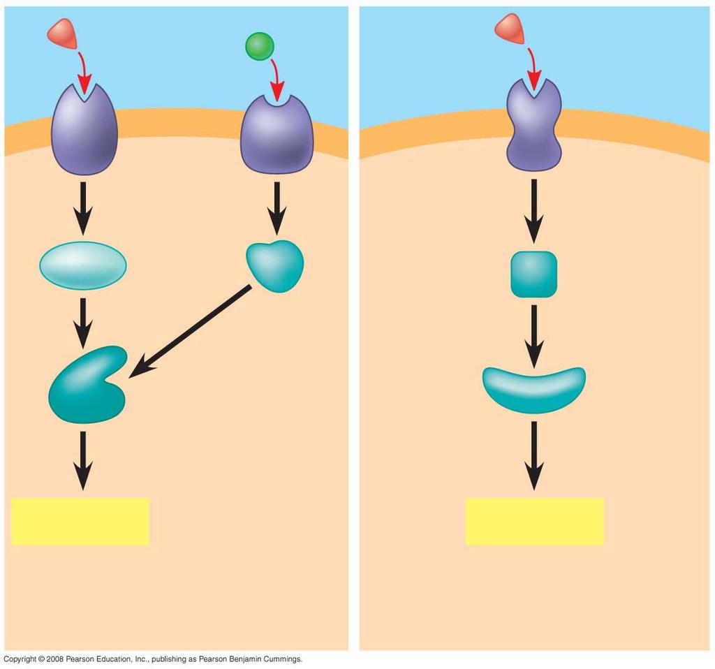 Fig. 11-17b Activation or inhibition Response 4 Response 5 Cell C.