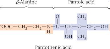 Vitamin B 5 panthotenic acid Part of