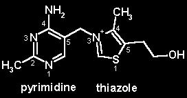 Vitamin B 1 (thiamine) Thiamin has a central role in energy-yielding metabolism. Composed of a substituted pyridine and thiazole ring.