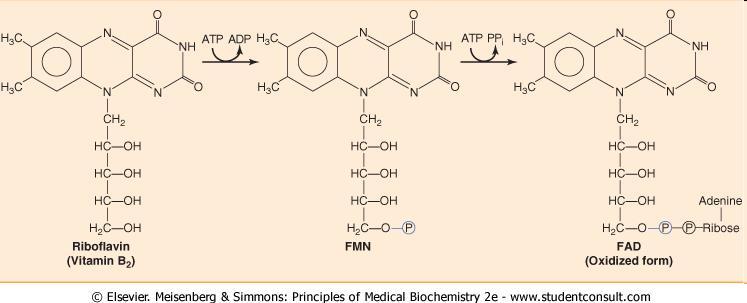 Vitamin B 2 FMN ATP-dependent phosphorylation of riboflavin FAD