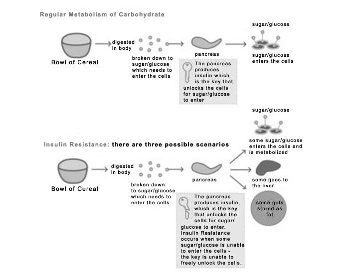 Resistance Insulin Sensitive upon eating carbohydrate the pancreas secretes insulin that works efficiently to allow the food/glucose to enter the cells for fuel Insulin Resistant when eating the