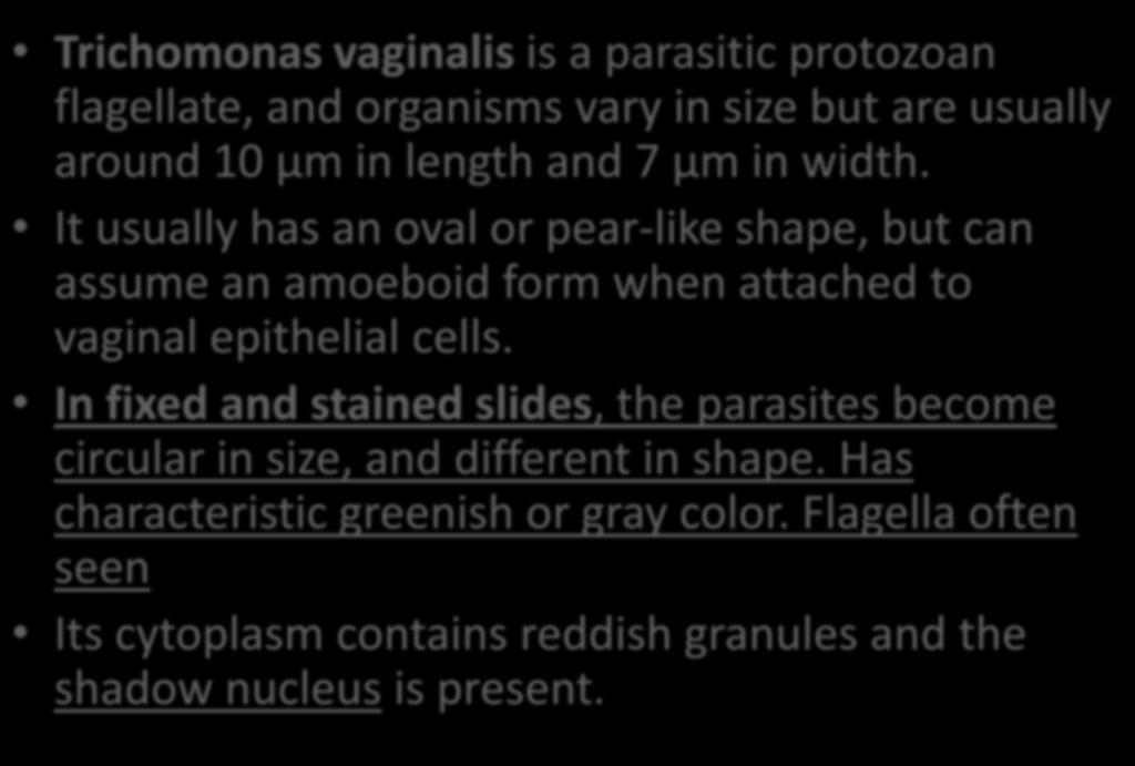 Trichomonas vaginalis is a parasitic protozoan flagellate, and organisms vary in size but are usually around 10 μm in length and 7 μm in width.