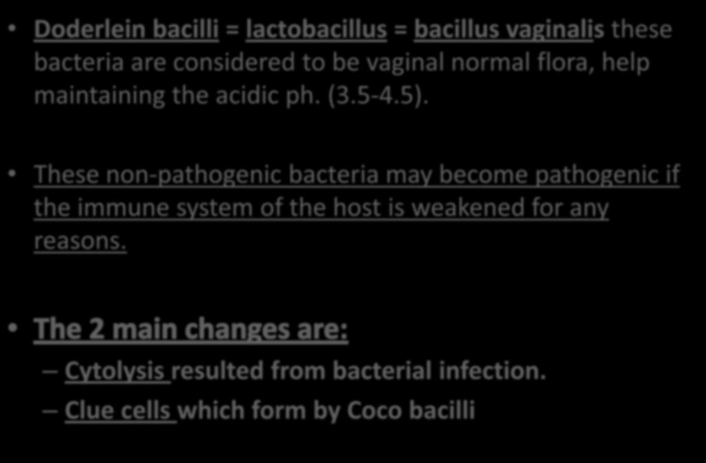 Doderlein bacilli = lactobacillus = bacillus vaginalis these bacteria are considered to be vaginal normal flora, help maintaining the acidic ph. (3.5-4.5).