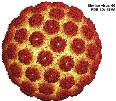 The Biology of Viruses MMI / Biochem 575 SPRING 2015 INSTRUCTORS: Professor Paul Friesen Professor Andrew Mehle INTRODUCTION: The goal of Biology of Viruses (MMI/Biochem 575) is to introduce