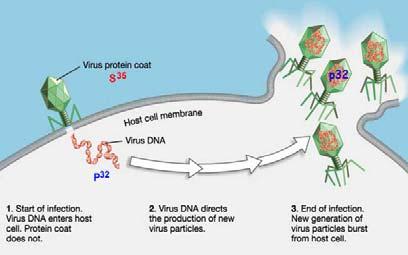 virus injects its nucleic acid into host cell 4.