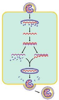 RNA first converted into. Then, the steps are similar to viruses (#).