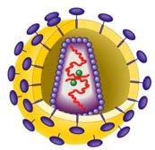Retrovirus (RNA and Transcriptase) HIV, the AIDS Virus HIV is a retrovirus normally Retroviruses: Transcription RNA protein - Transcription. RNA Transcription.
