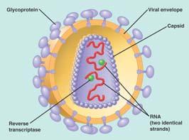 ) It copies its RNA to using reverse transcriptase (RT) Envelope Protein Protein coat RNA (two identical strands) transcriptase (a) HIV Figure 0.